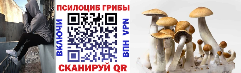 купить наркотики сайты  Омск  Псилоцибиновые грибы GOLDEN TEACHER 